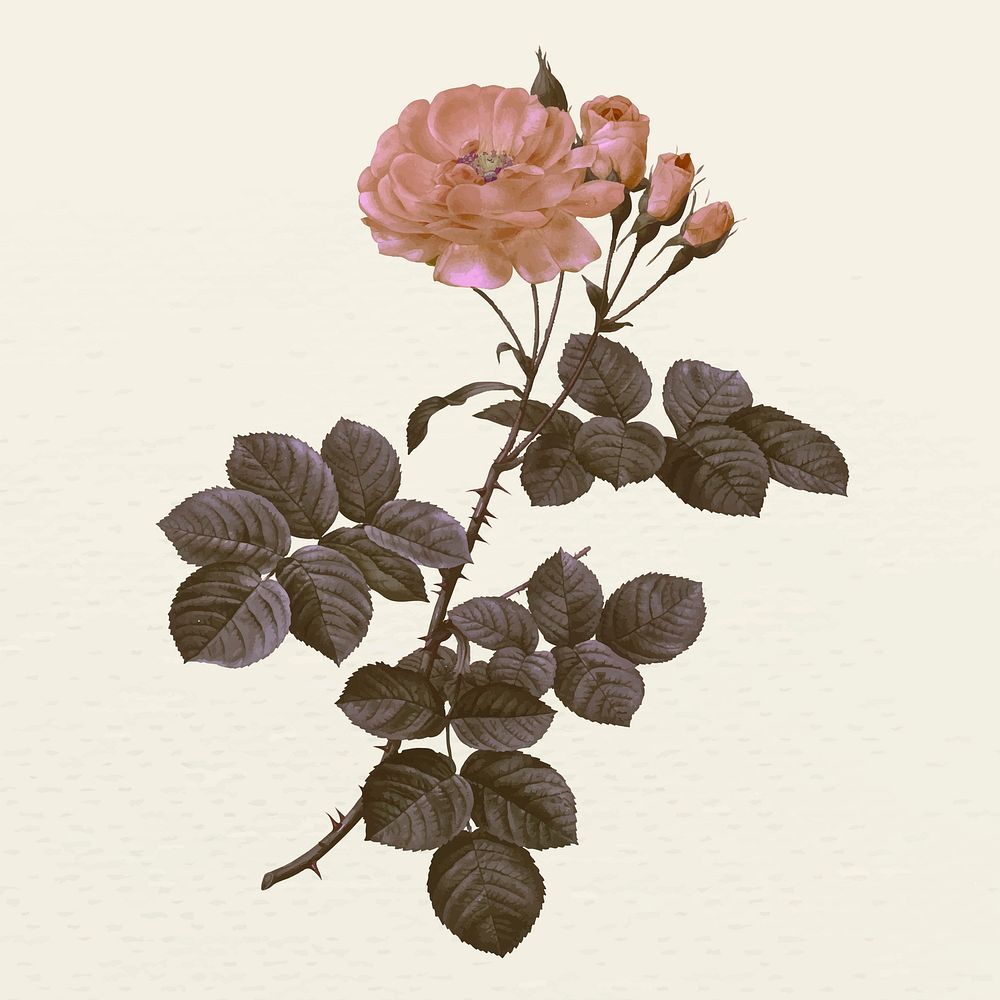 Vintage damask rose flower vector illustration, remixed from public domain artworks