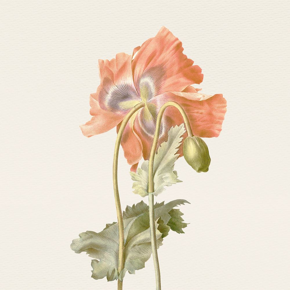 Vintage red poppy flower illustration, remixed from public domain artworks