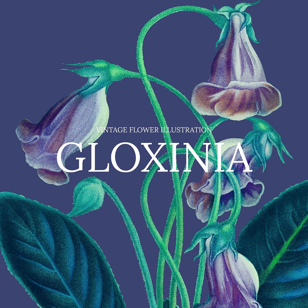 Vintage floral template vector illustration with gloxinia background, remixed from public domain artworks