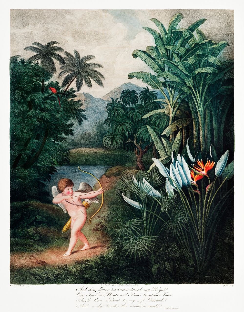 Cupid Inspiring Plants with Love from The Temple of Flora (1807) by Robert John Thornton. Original from Biodiversity…