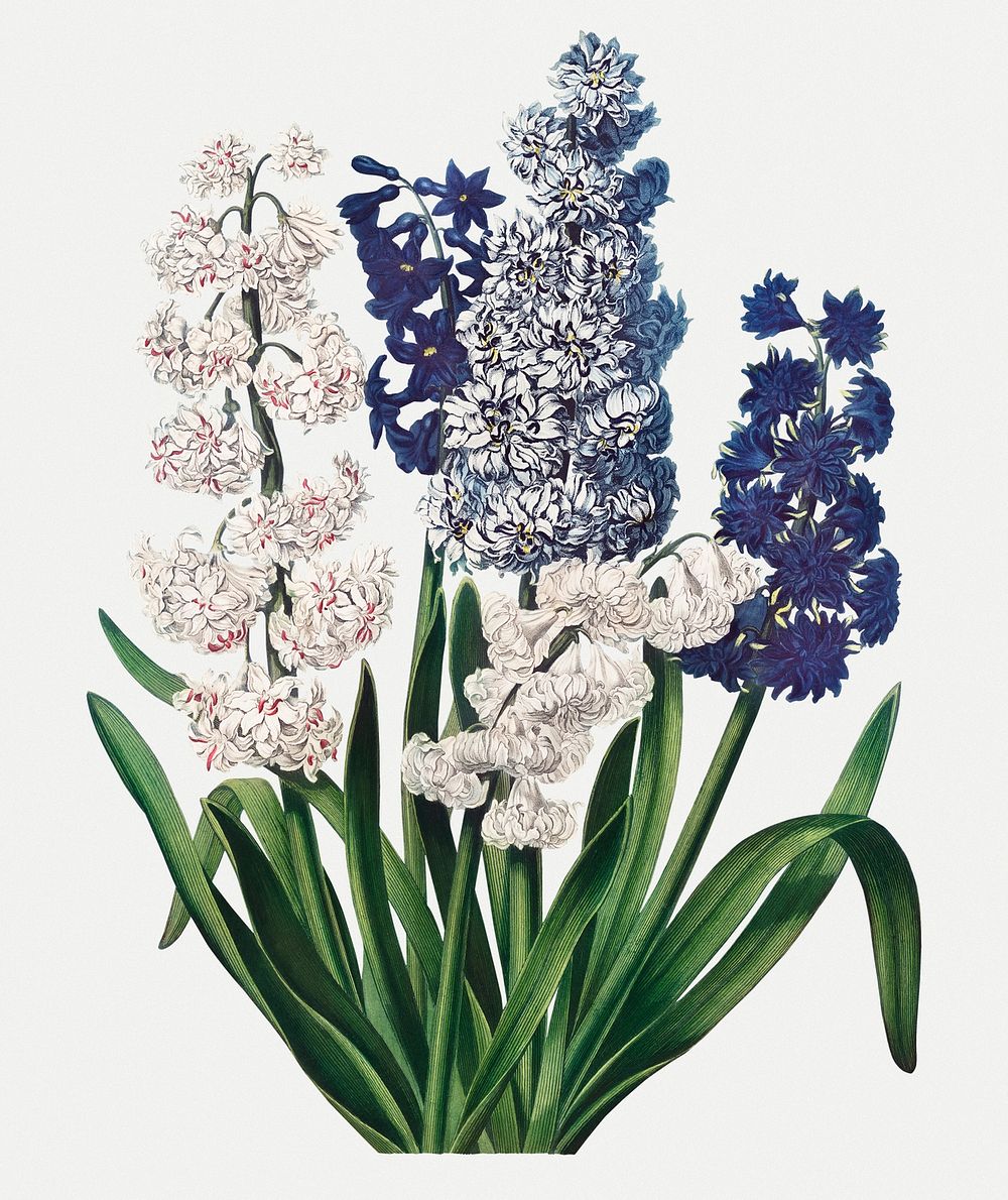 Vintage Hyacinths illustration