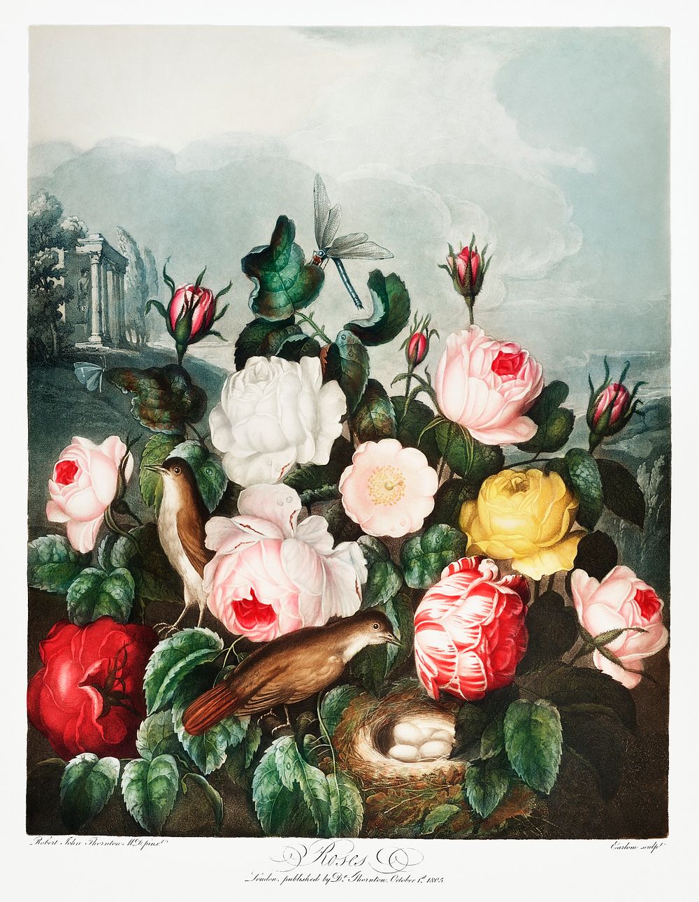 Roses from The Temple of Flora (1807) by Robert John Thornton. Original from Biodiversity Heritage Library. Digitally…