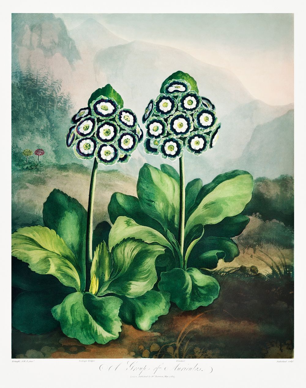 A Group of Auriculas from The Temple of Flora (1807) by Robert John Thornton. Original from Biodiversity Heritage Library.…
