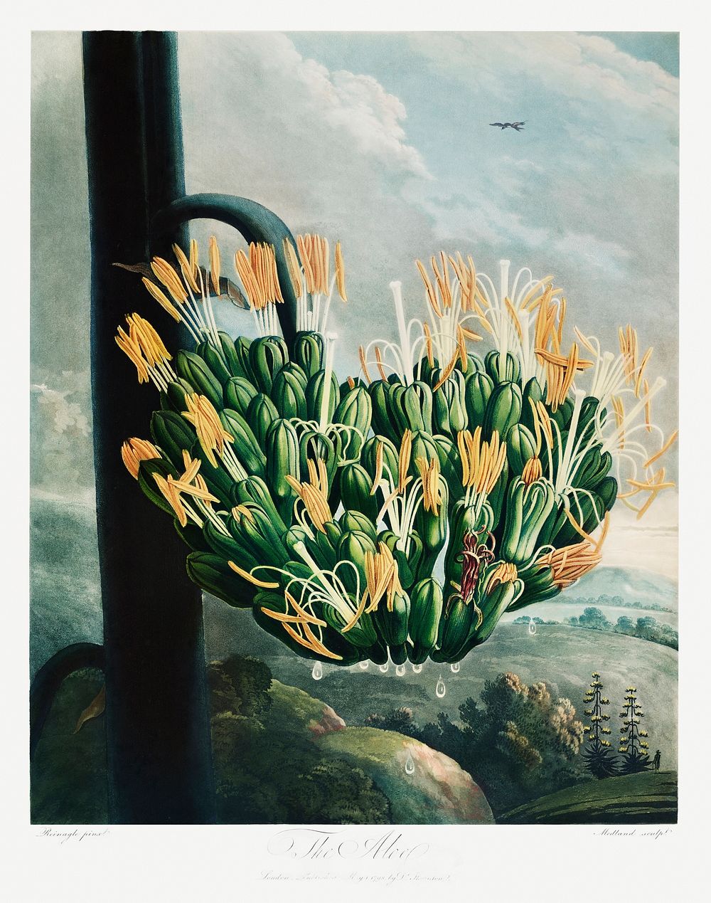 The Aloe from The Temple of Flora (1807) by Robert John Thornton. Original from Biodiversity Heritage Library. Digitally…
