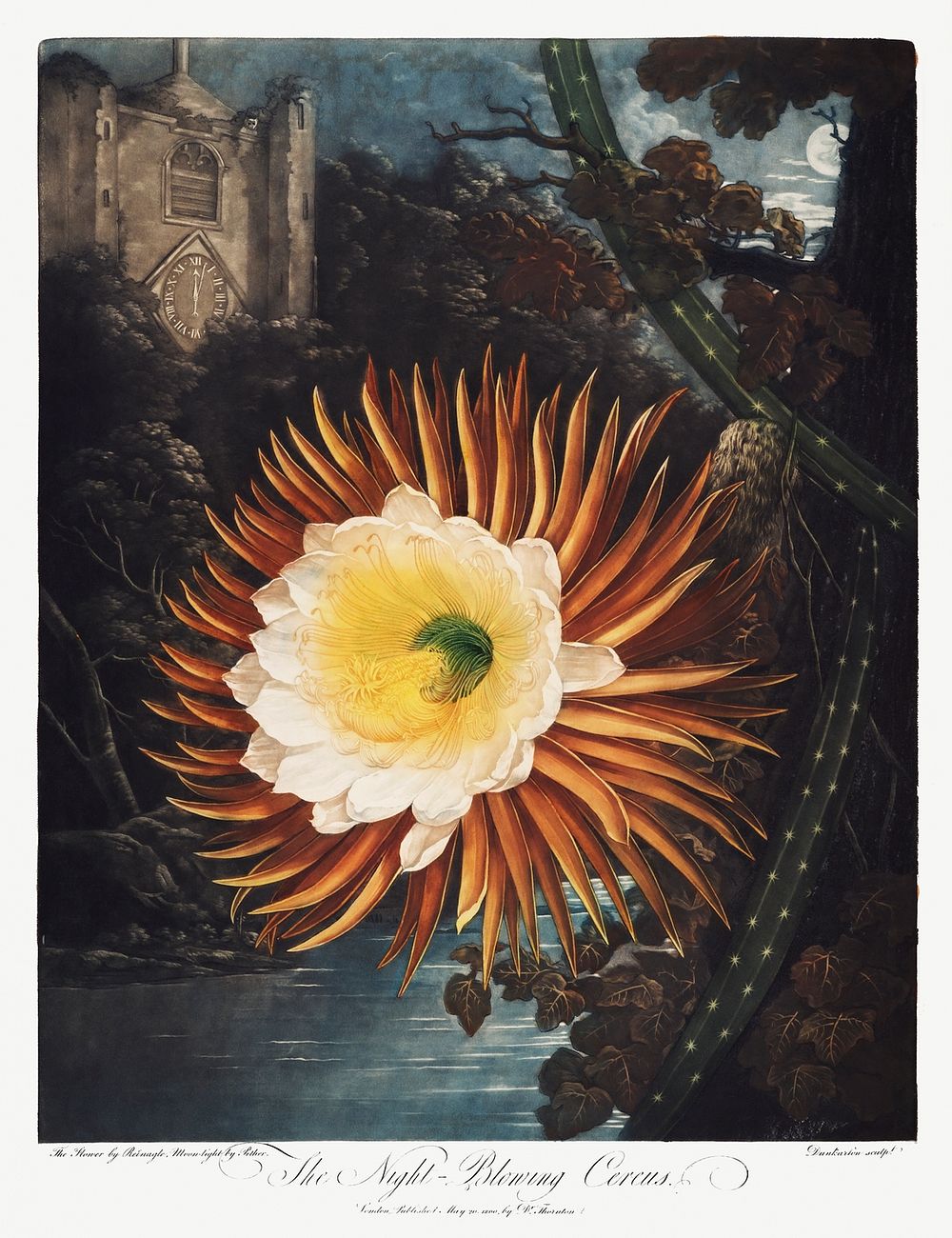 The Night&ndash;Blowing Cereus from The Temple of Flora (1807) by Robert John Thornton. Original from Biodiversity Heritage…