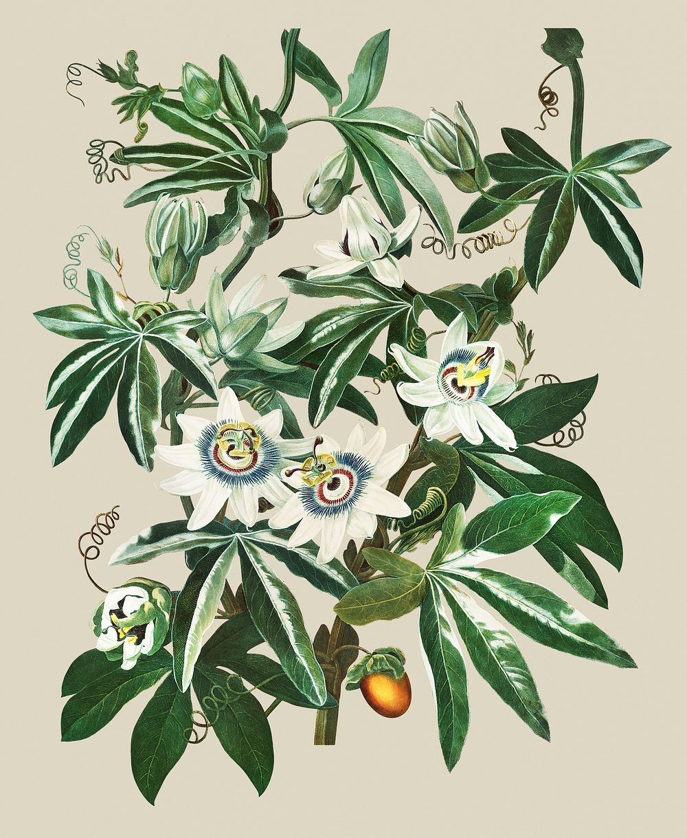 Vintage Passiflora Cerulea illustration