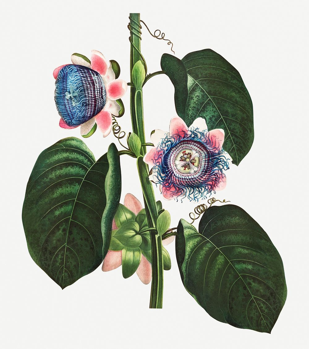 Vintage Quadrangular Passion Flower illustration