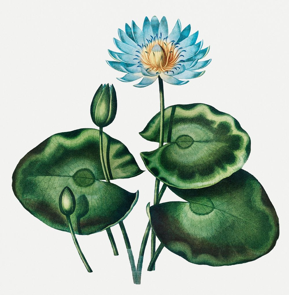 Vintage Blue Egyptian Water-Lily illustration
