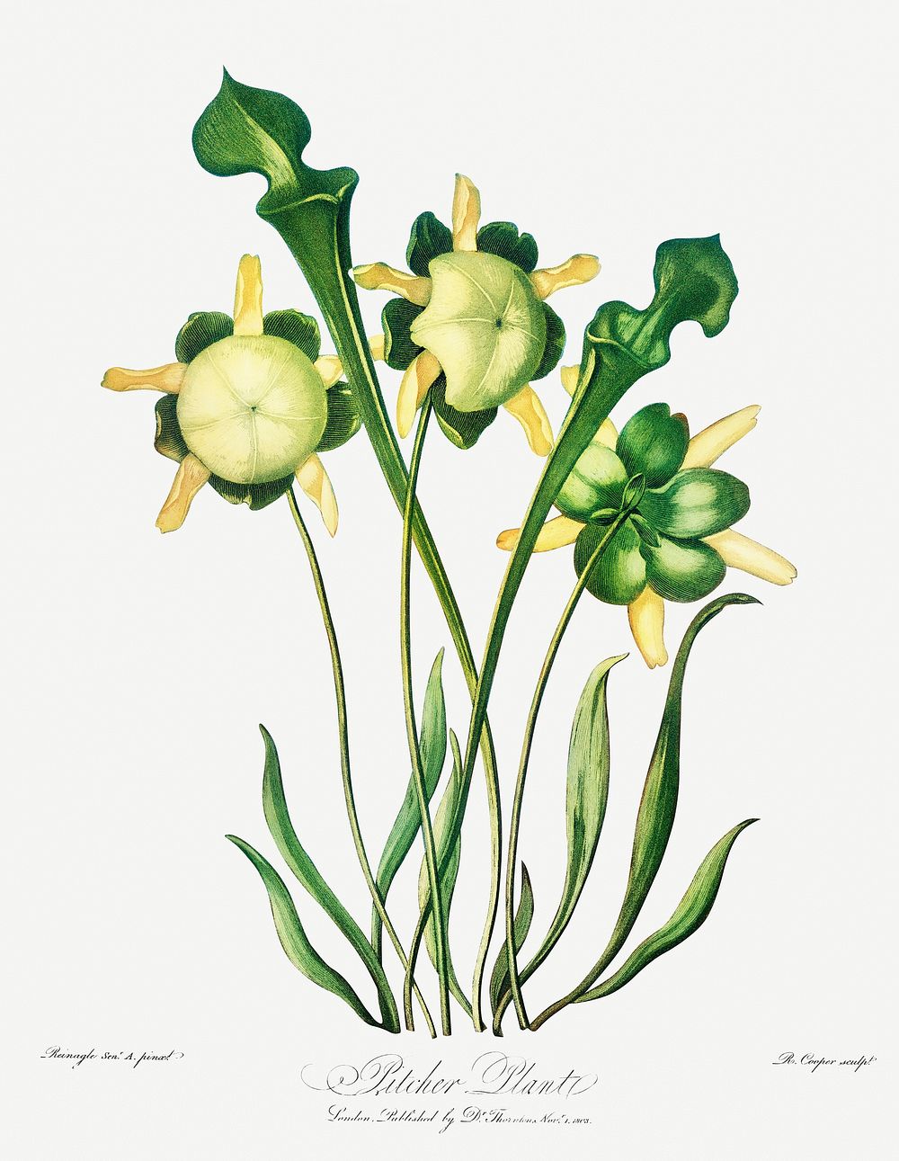 Pitcher Plant illustration