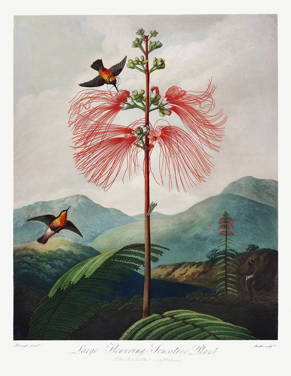 Large&ndash;Flowering Sensitive Plant from The Temple of Flora (1807) by Robert John Thornton. Original from Biodiversity…