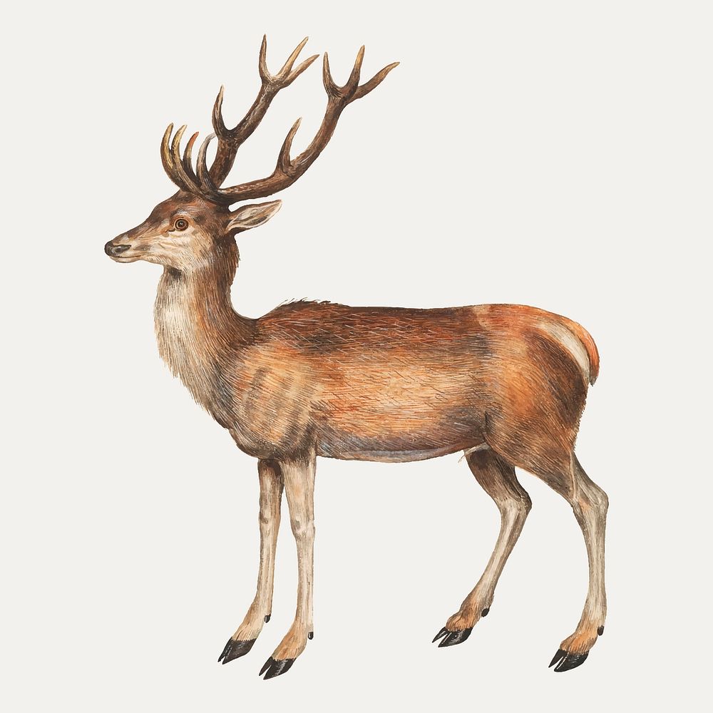 Vintage deer illustration in vector