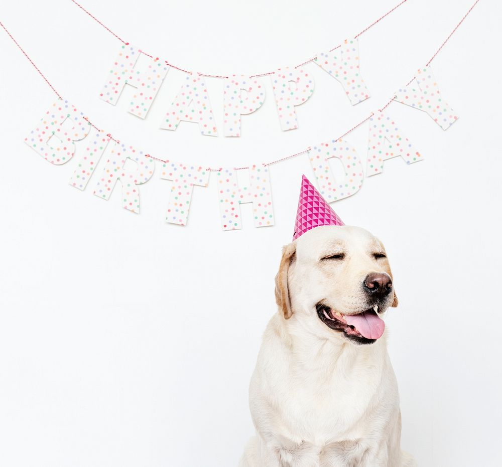 Cute Labrador Retriever with a party hat at a birthday party