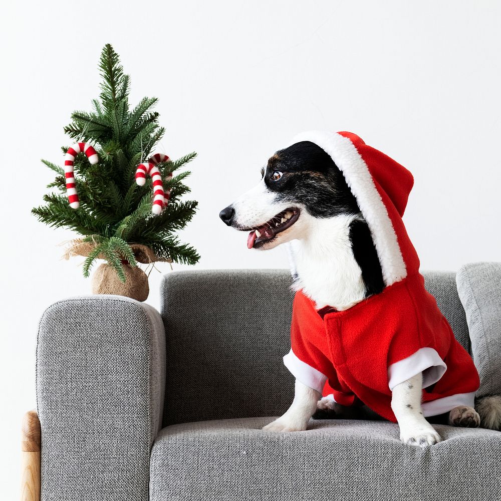 Cardigan Welsh Corgi wearing a Christmas costume