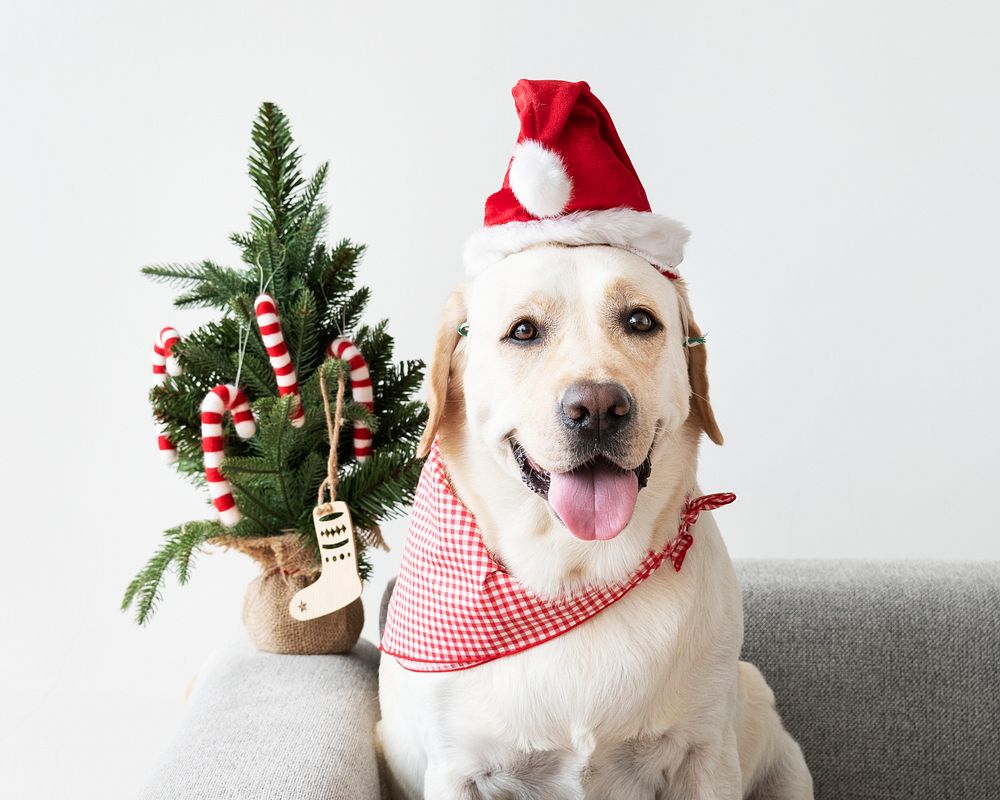 Cute Labrador Retriever wearing a Christmas hat