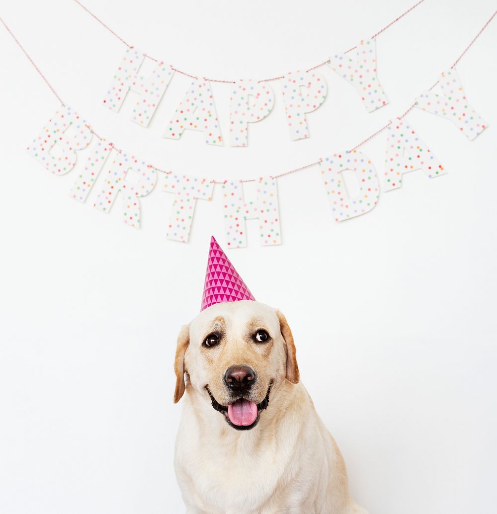 Cute Labrador Retriever with a party hat at a birthday party