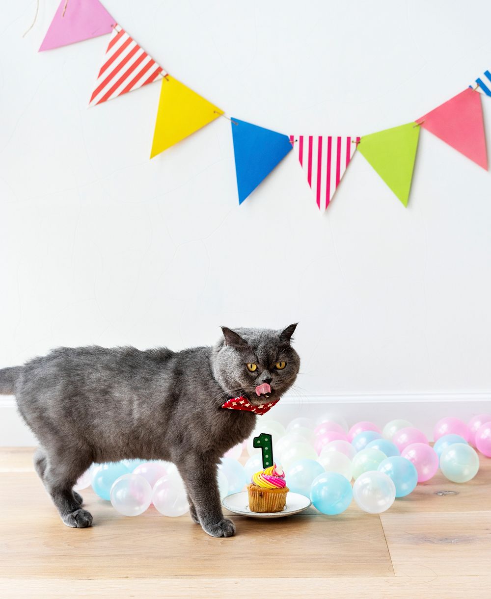 Scottish Fold cat celebrating its first birthday