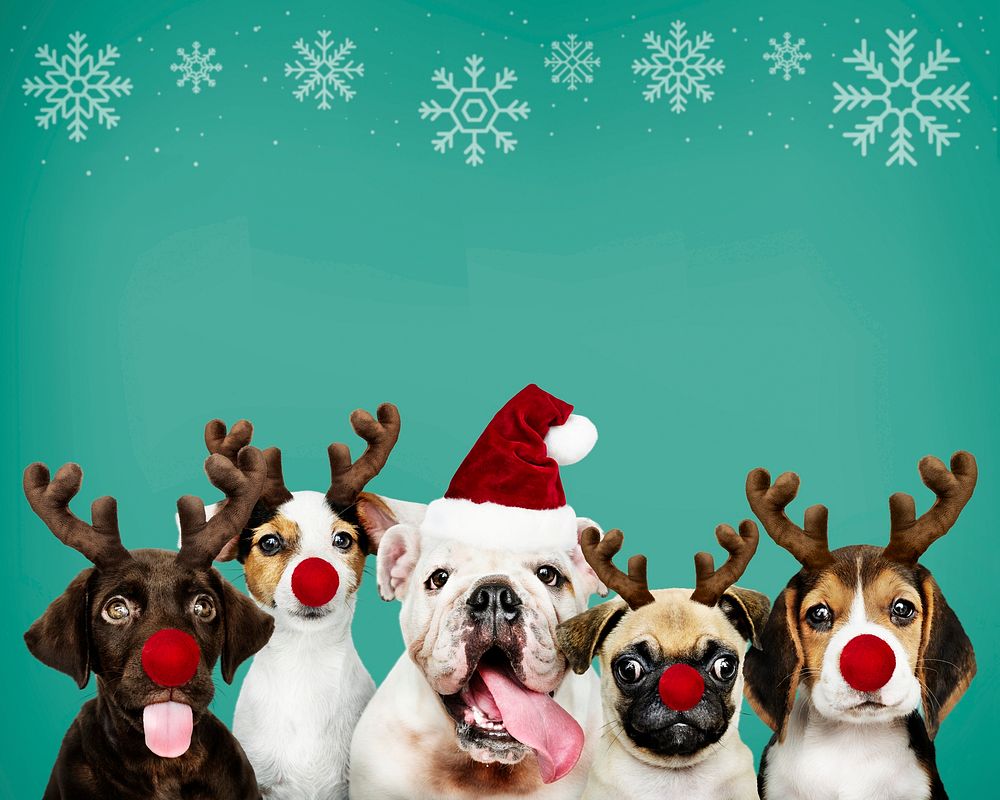 Group of puppies wearing Christmas costumes
