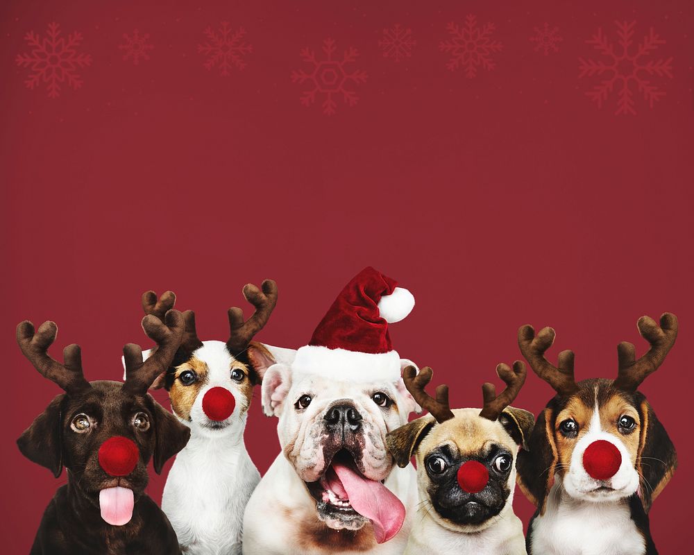 Group of puppies wearing Christmas costumes