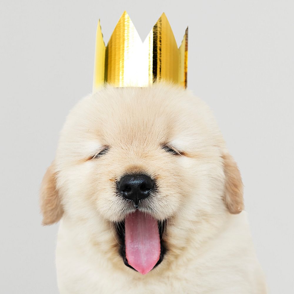 Portrait of a Golden Retriever puppy wearing a crown