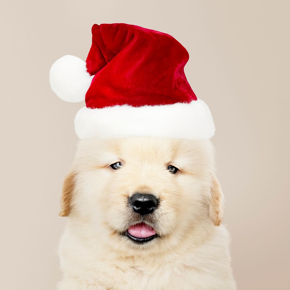 Portrait of a golden retriever puppy wearing a  Santa hat