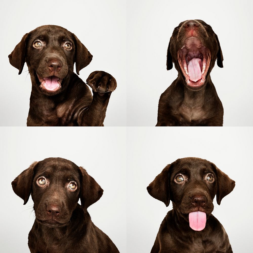Portrait set of an adorable chocolate Labrador Retriever puppy