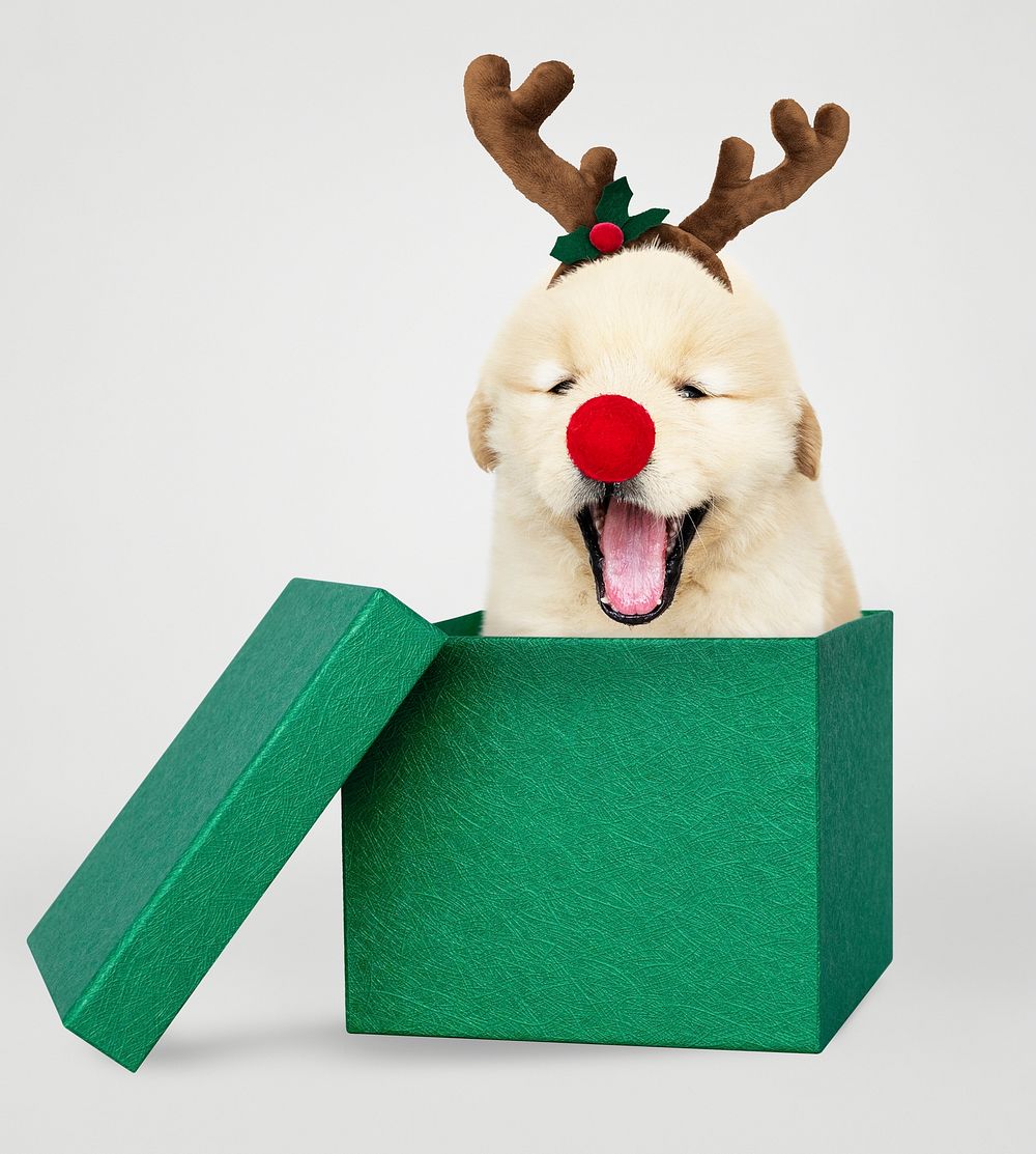 Golden Retriever puppy in a green Christmas gift box