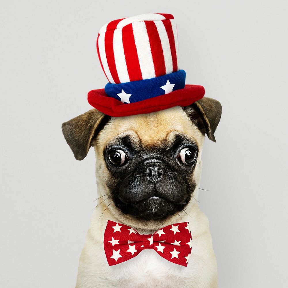 Cute Pug puppy in a Uncle Sam hat and bow tie