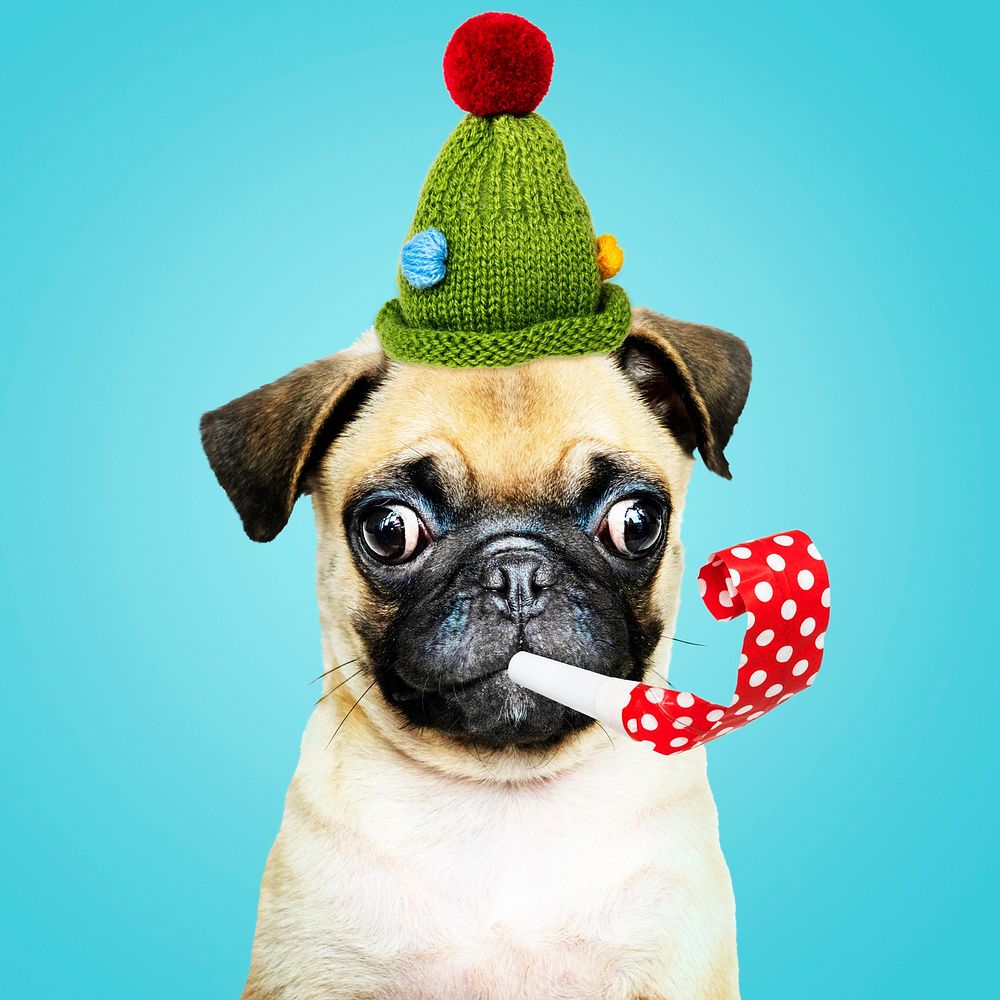 Cute pug wearing a green bonnet with a party horn