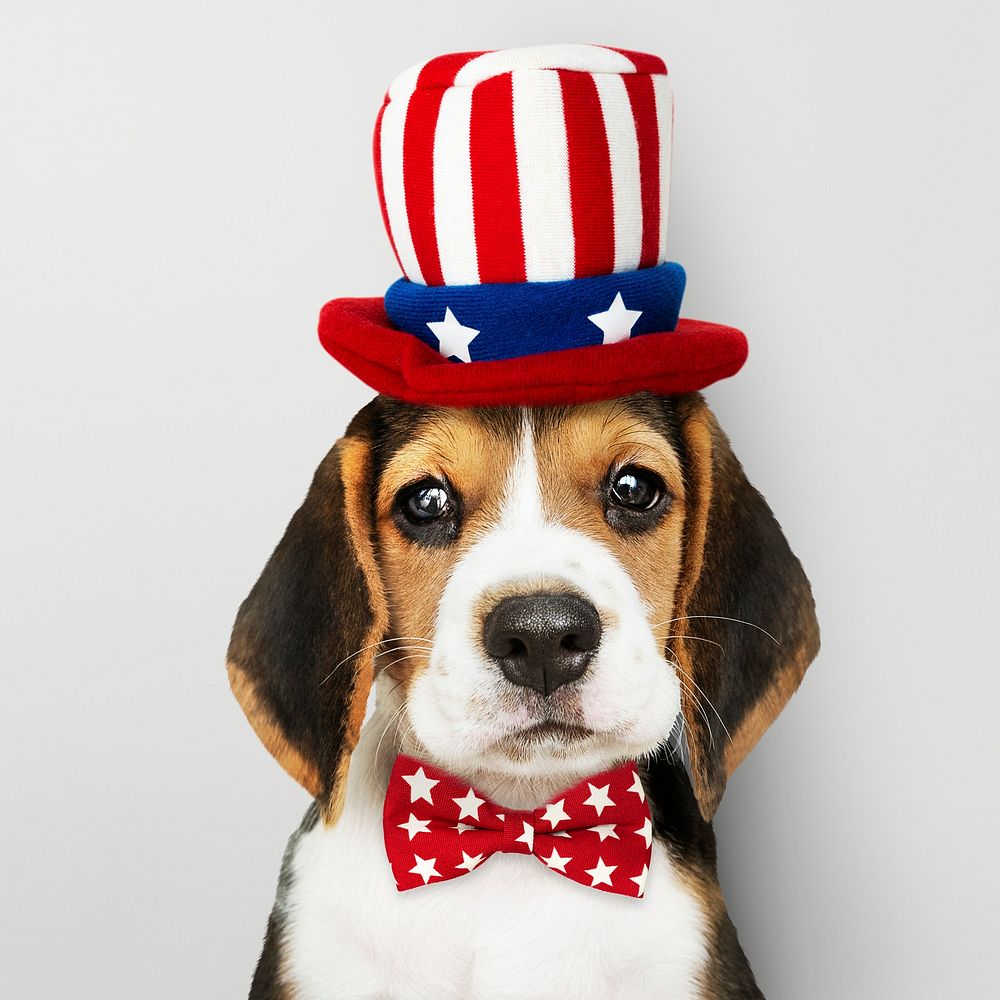 Cute Beagle puppy in Uncle Sam hat and bow tie