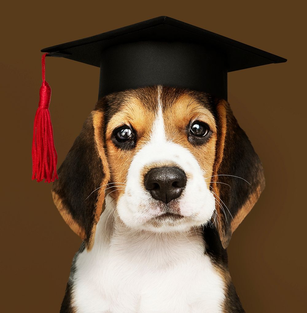 Cute Beagle puppy in a graduation cap