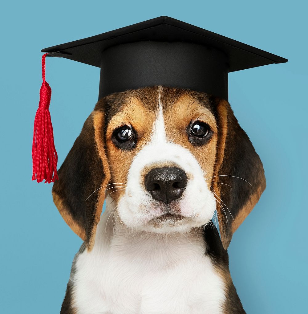 Cute Beagle puppy in a graduation cap