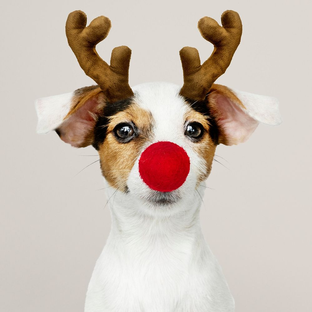 Adorable Jack Russell Retriever puppy wearing a Reindeer antler