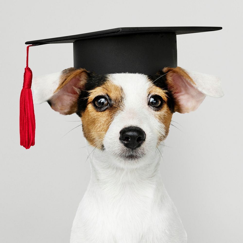 Cute Jack Russell Terrier in a graduation cap