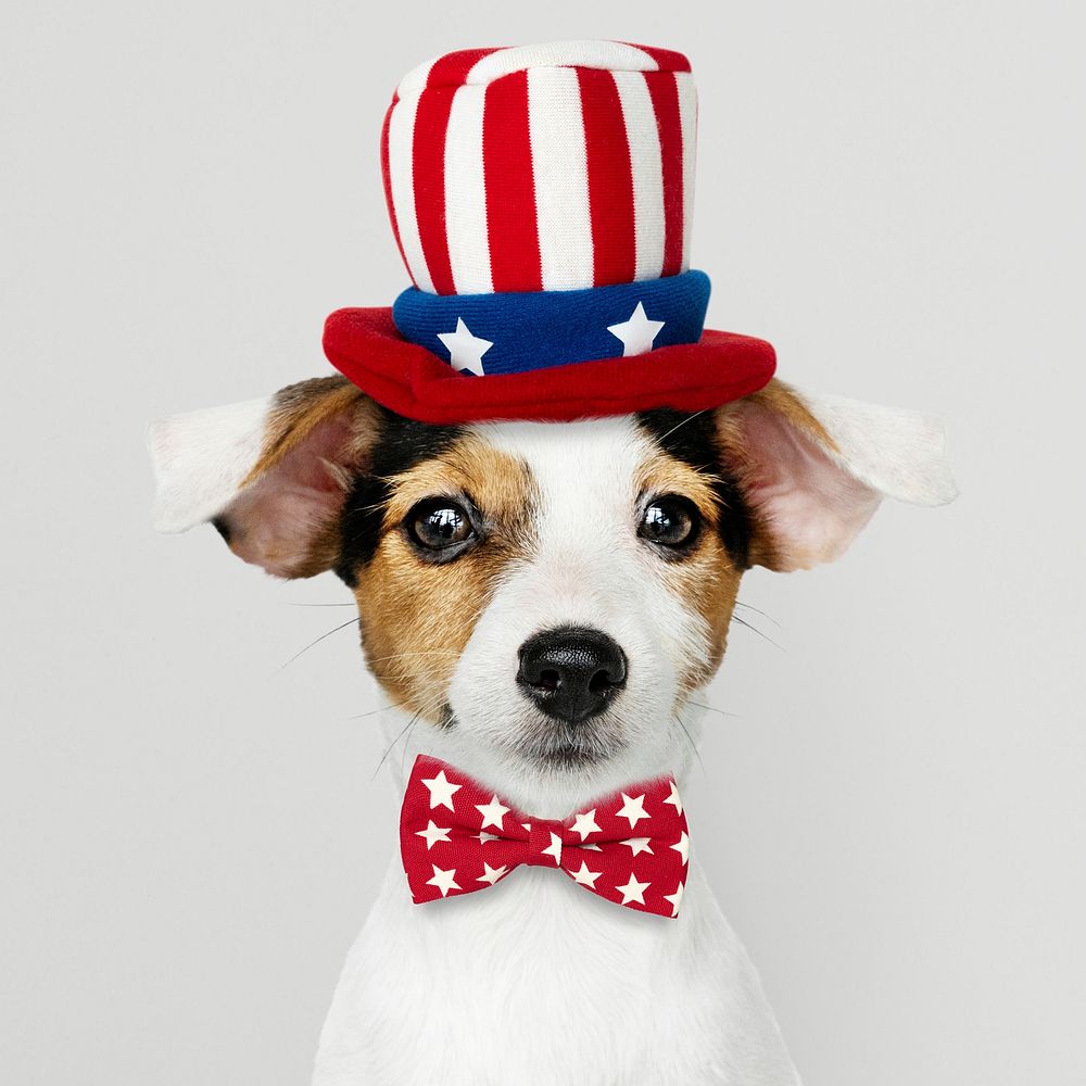 Cute Jack Russell Terrier in Uncle Sam hat and bow tie