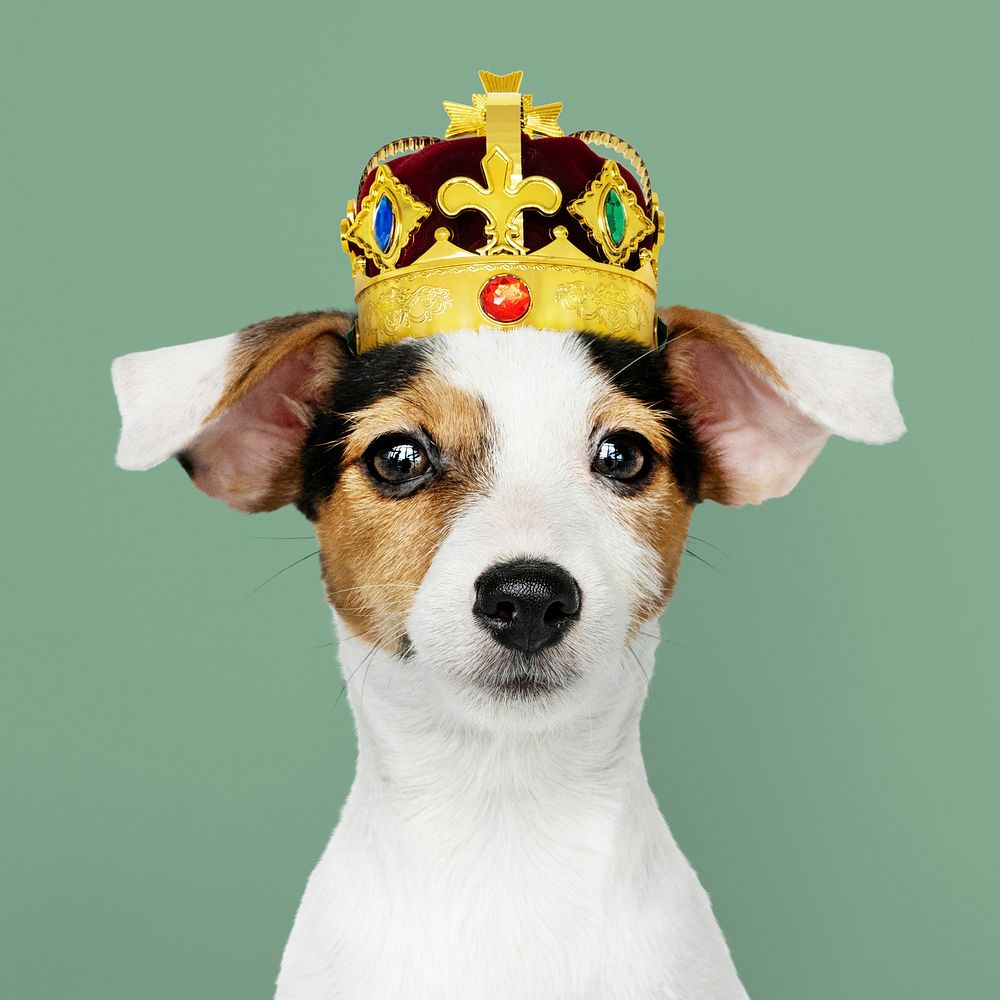 Cute Jack Russell Terrier in a classic red velvet and gold crown