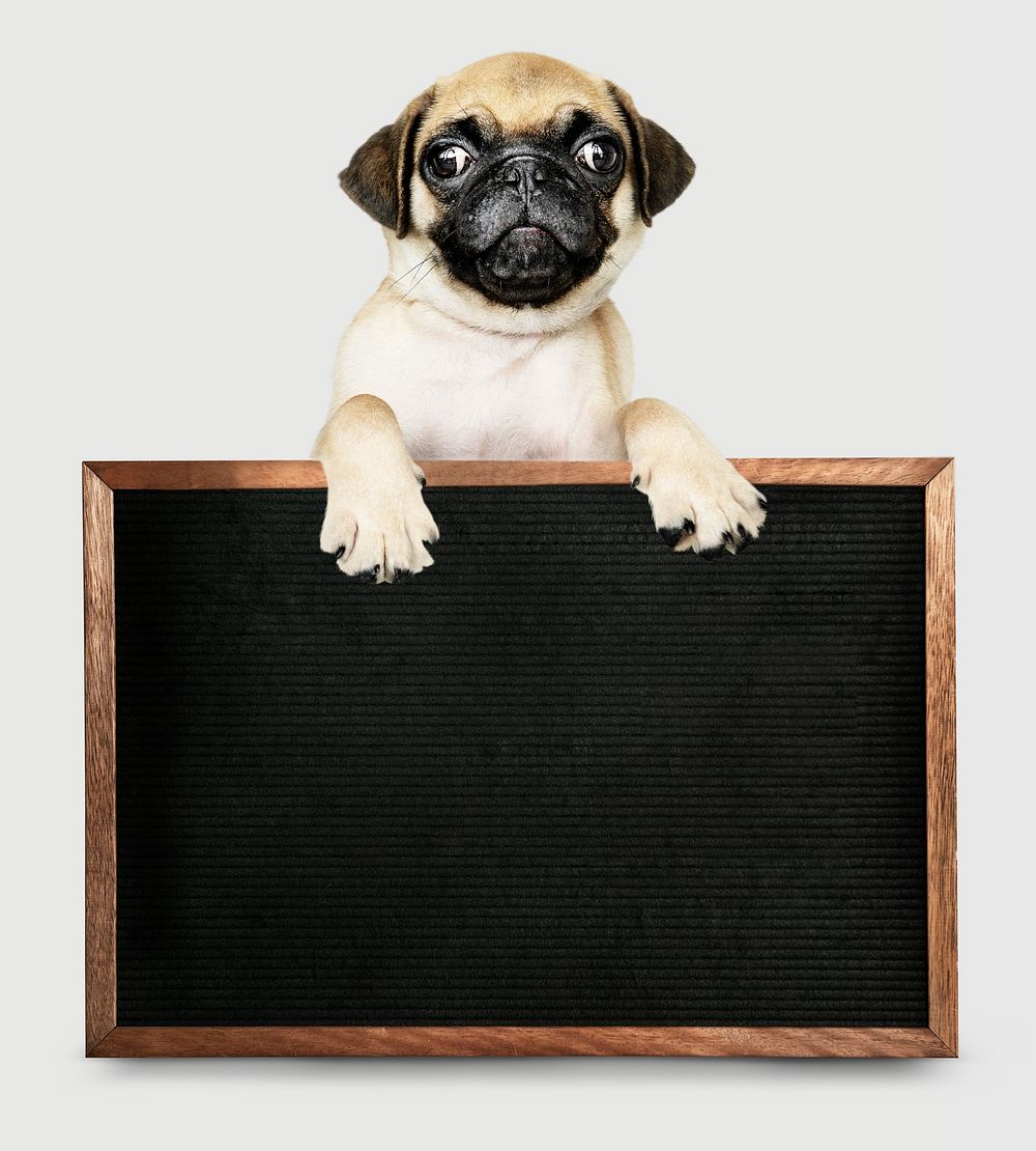 Adorable Pug puppy with a blackboard mockup