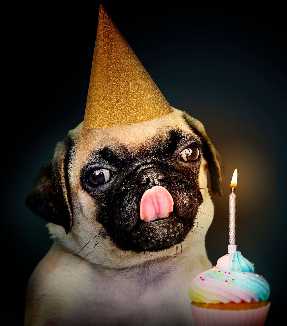 Adorable Pug puppy wearing a hat with a birthday cake