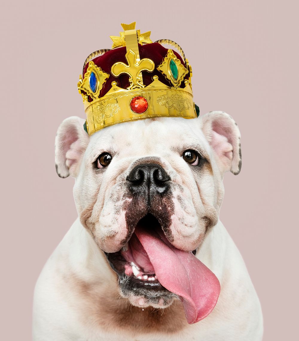 Cute white English Bulldog puppy in a classic red velvet and gold crown