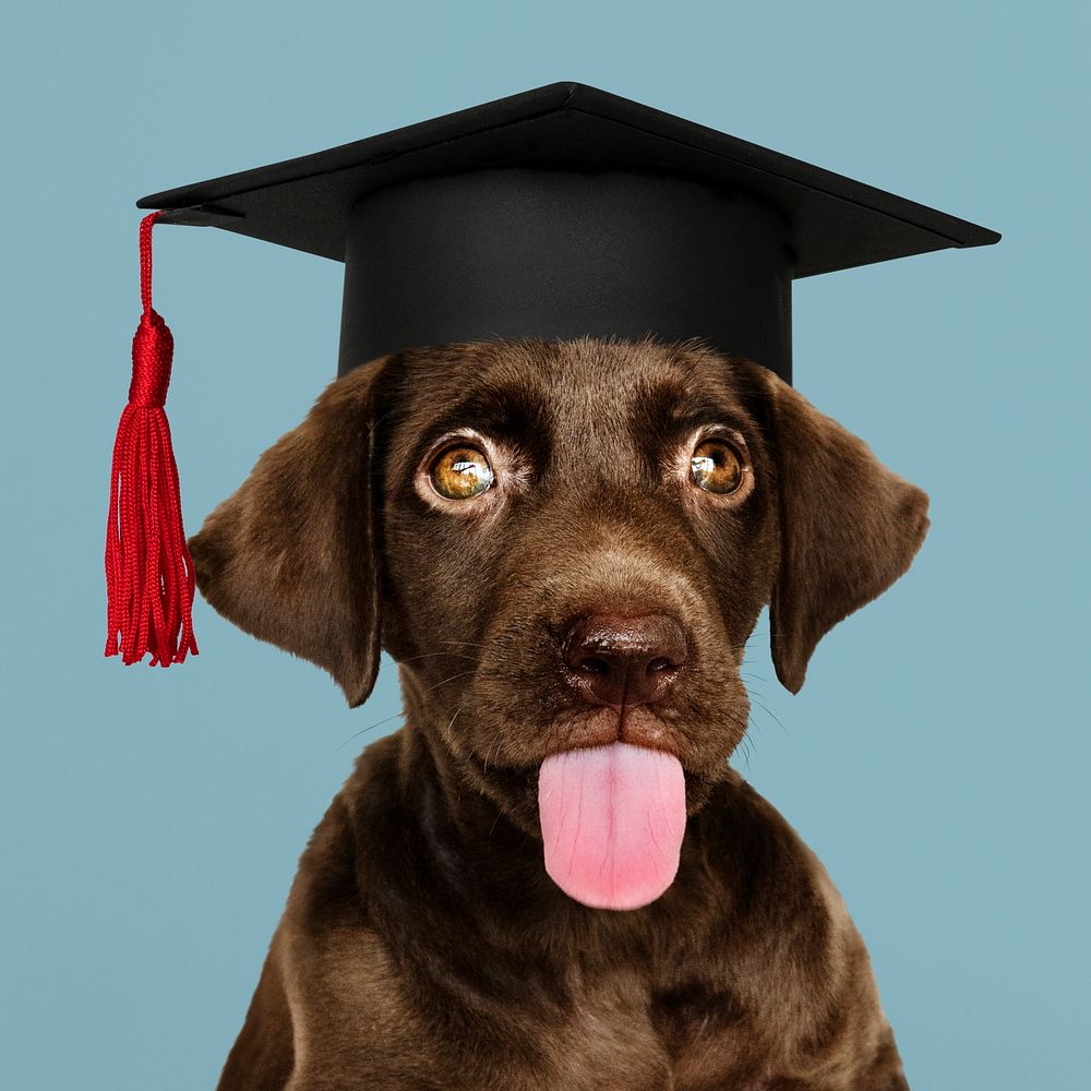 Cute chocolate Labrador Retriever in a graduation cap