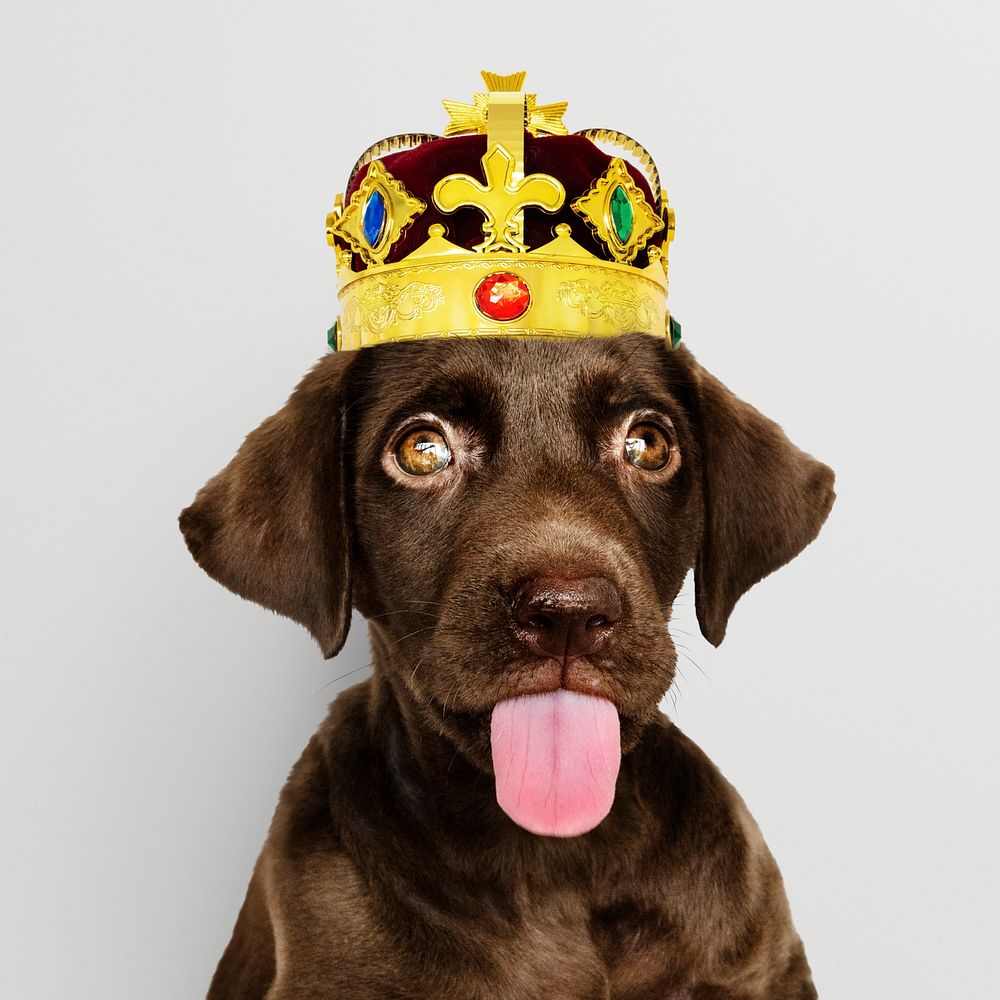 Cute chocolate Labrador Retriever in a classic red velvet and gold crown