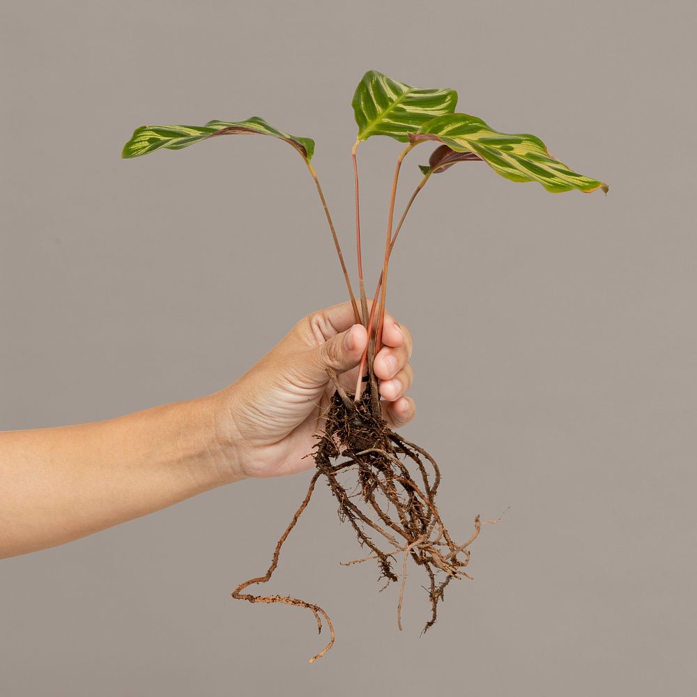 Hand holding a peacock plant mockup