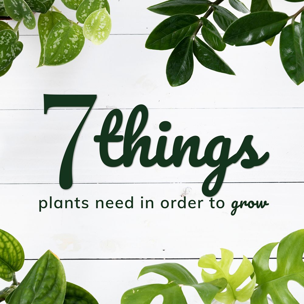 Growing plant guide template vector