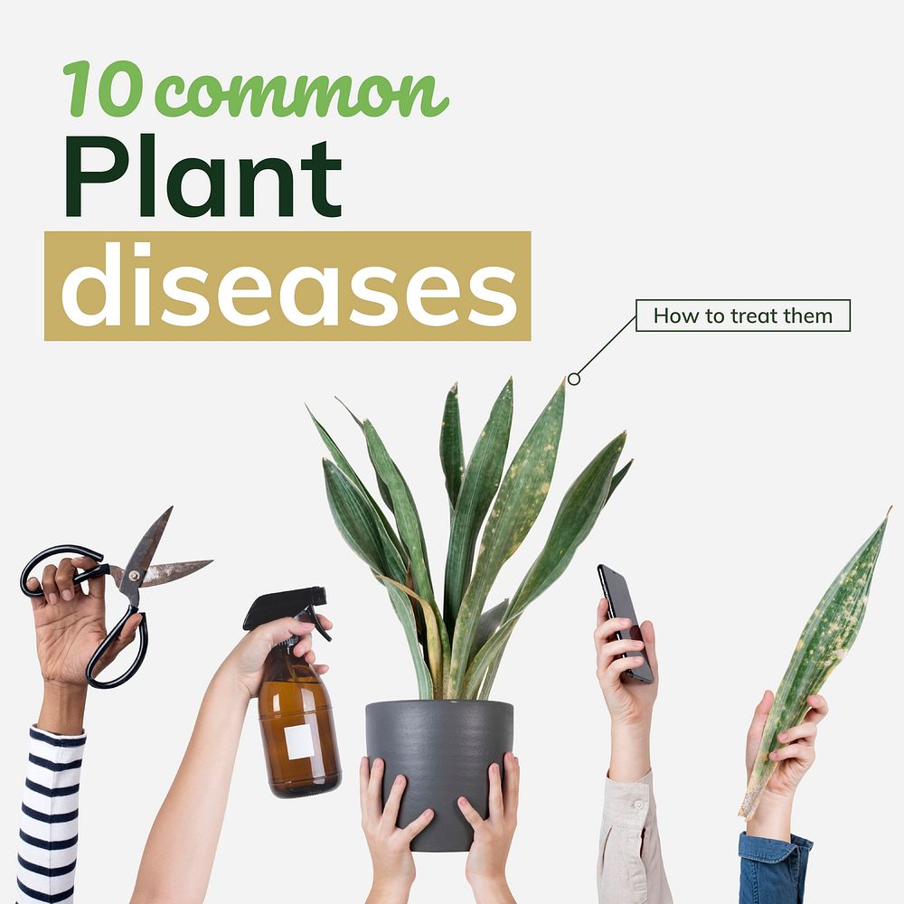 Common plant diseases template vector