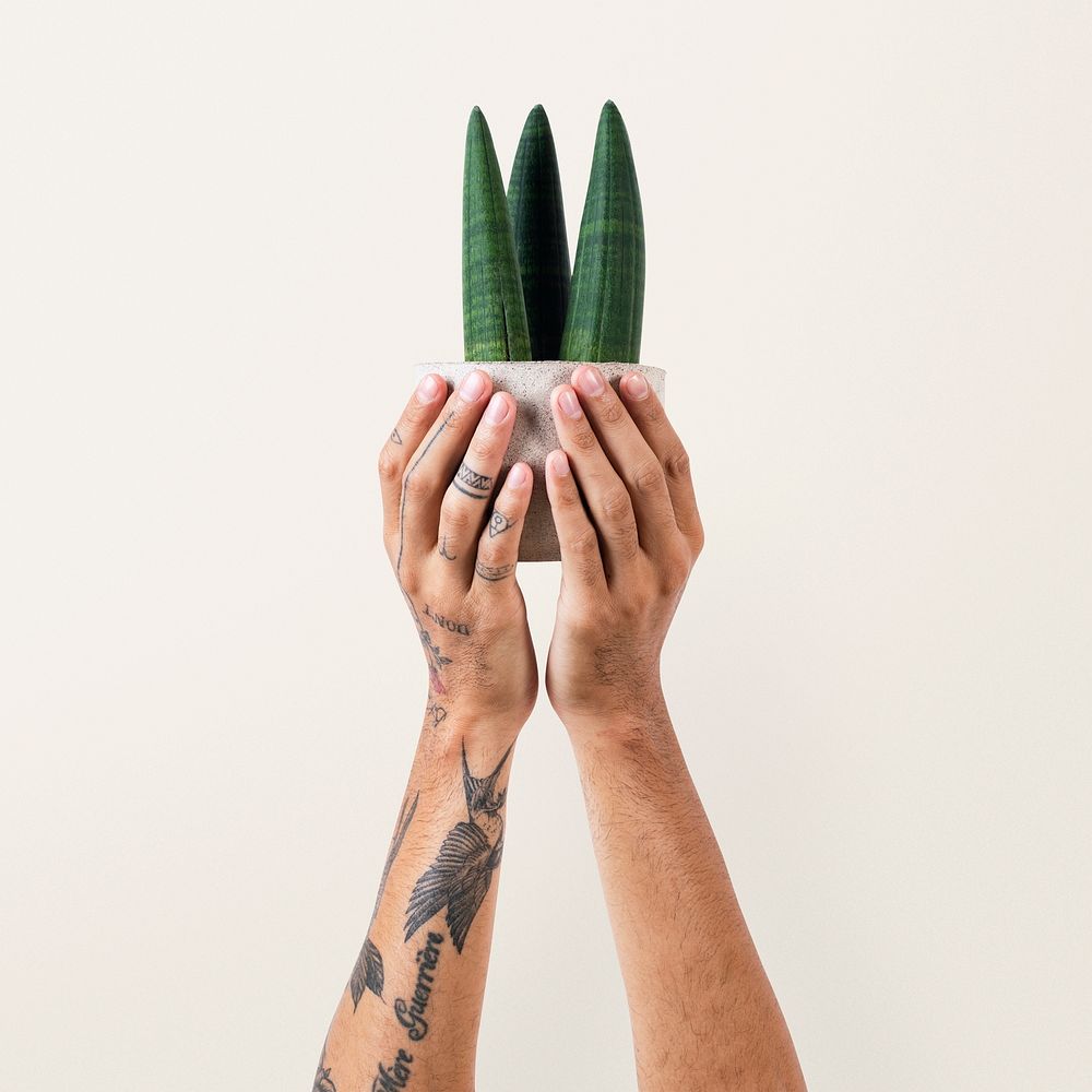 Tattooed hand mockup psd holding potted cylindrical snake plant 