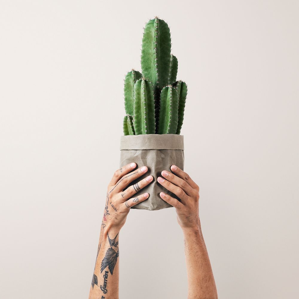 Tattooed hand mockup psd holding cereus cactus in kraft paper plant pot 