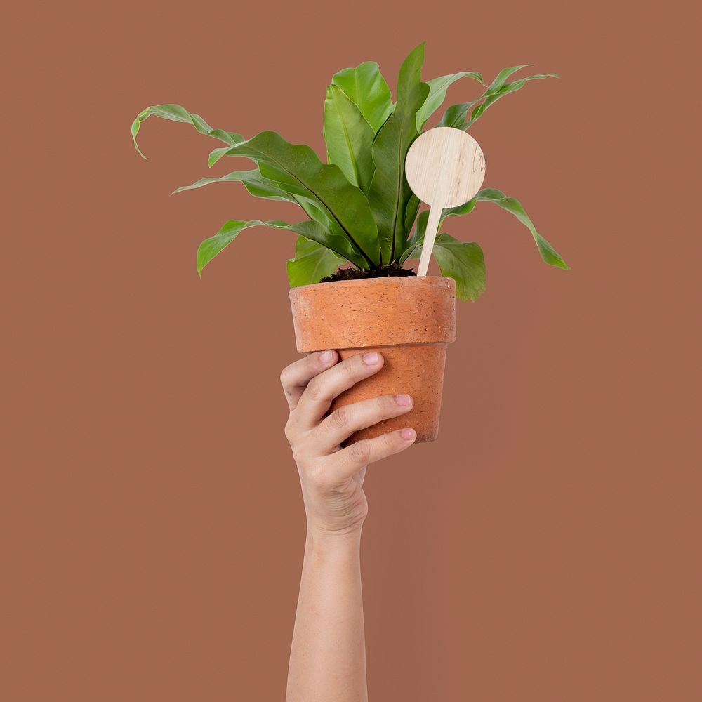 Hand mockup psd holding bird's nest fern