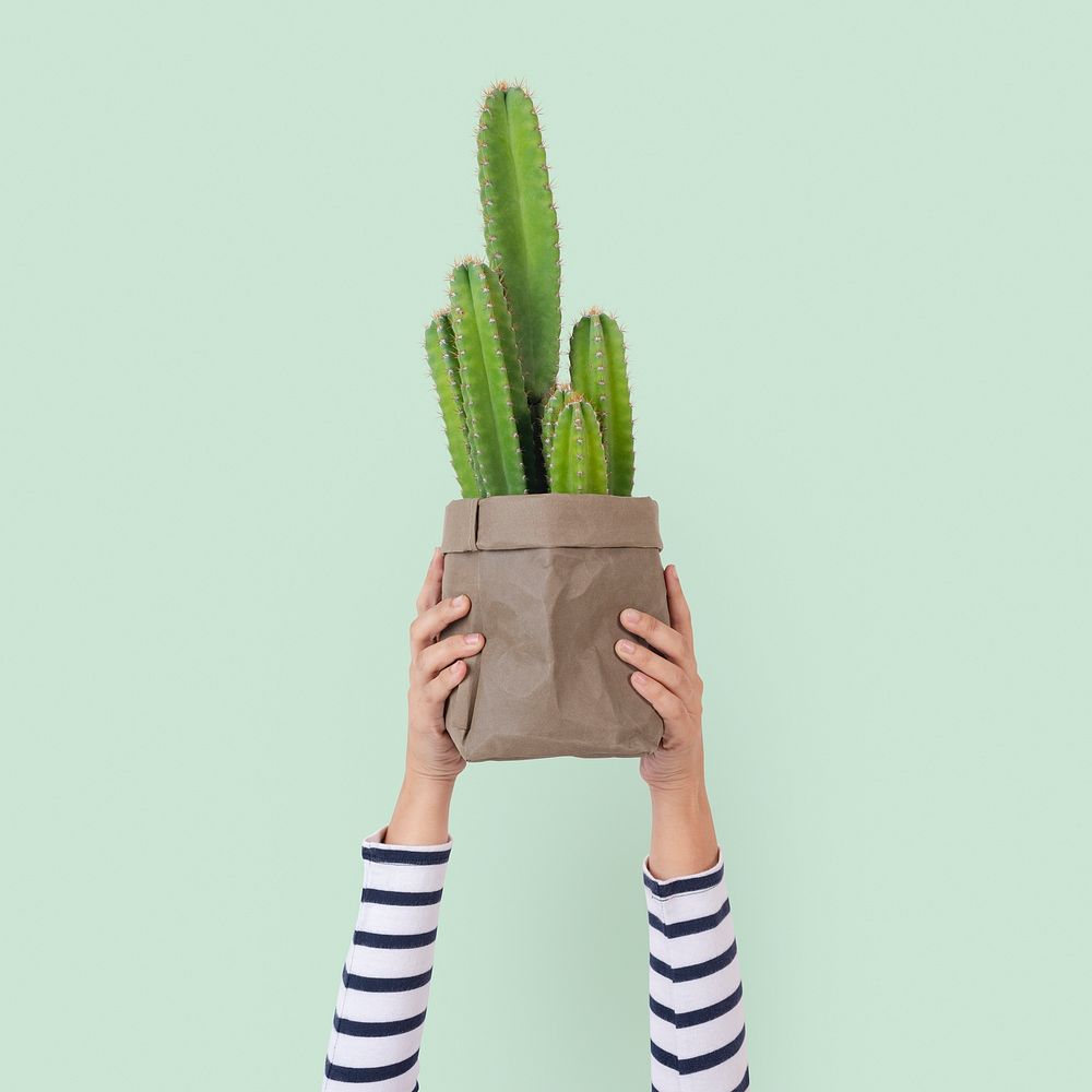 Hand mockup psd holding cereus cactus in kraft paper plant pot