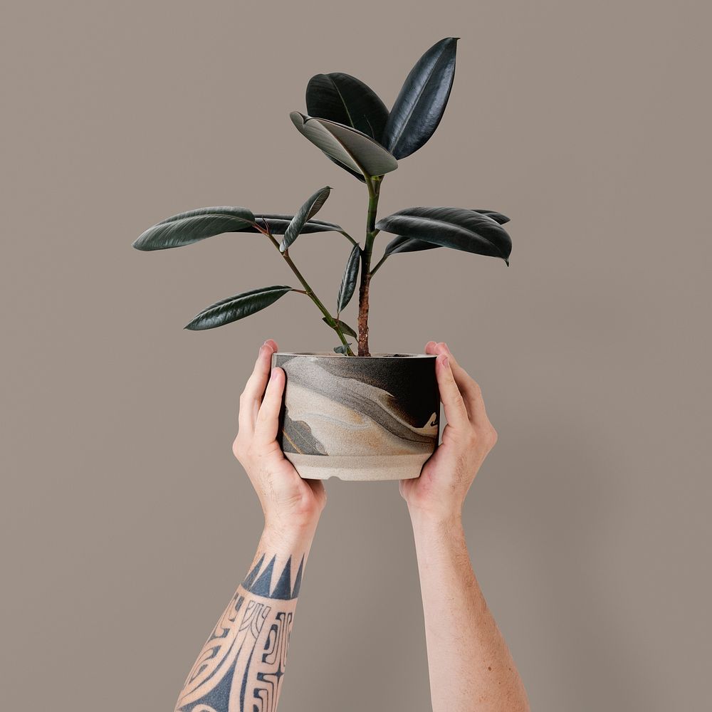 Tattooed hand mockup psd holding potted rubber plant