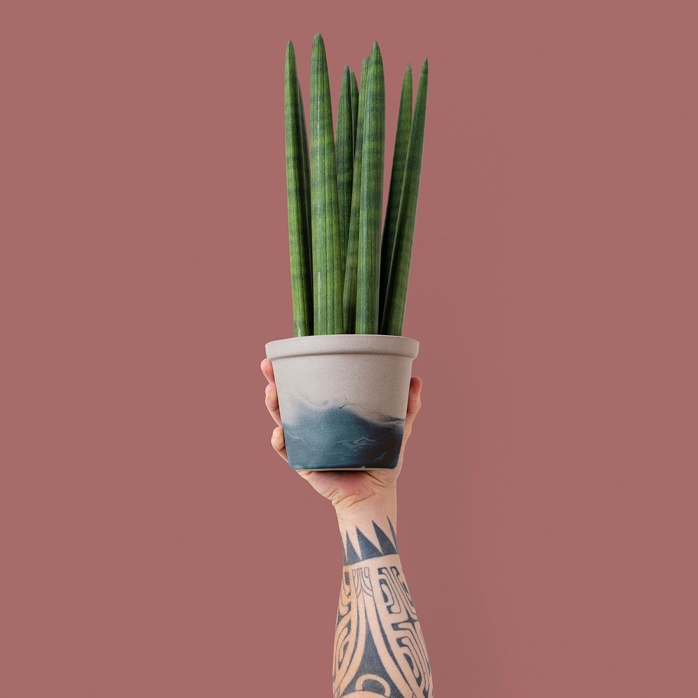 Tattooed hand mockup psd holding potted cylindrical snake plant 