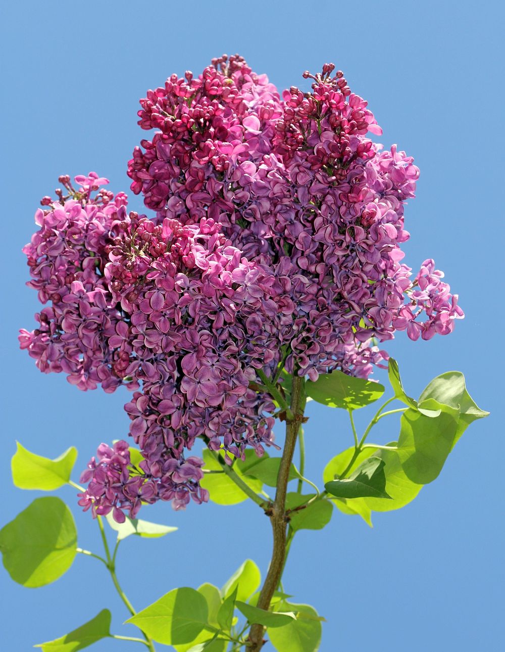 Lilac. Original public domain image from Wikimedia Commons